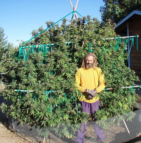 Interview with David Silverstone of Silver Dragon Cannabis