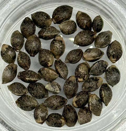 What makes Silver Dragon Seeds Different?