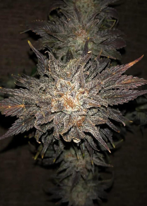 Black Lime Runtz x Double Dutch Gorilla 13 regular autoflowering seeds