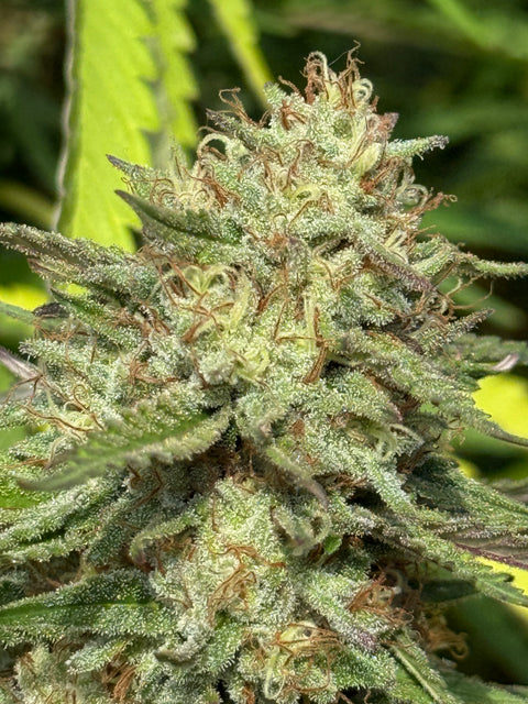 BLUEBERRY CRUMBLE F1 13 regular seeds FRESH DROP