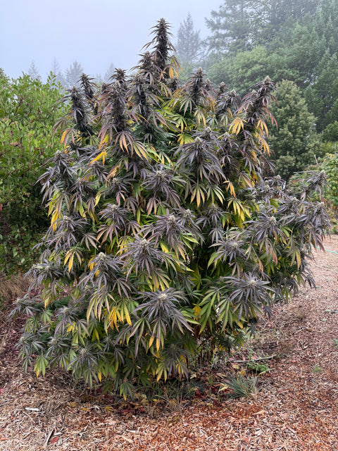 BLUEBERRY CRUMBLE F1 13 regular seeds FRESH DROP