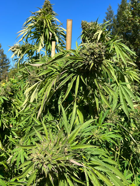 TOMKI GOO F7 13 regular seeds 2016 CUP WINNER