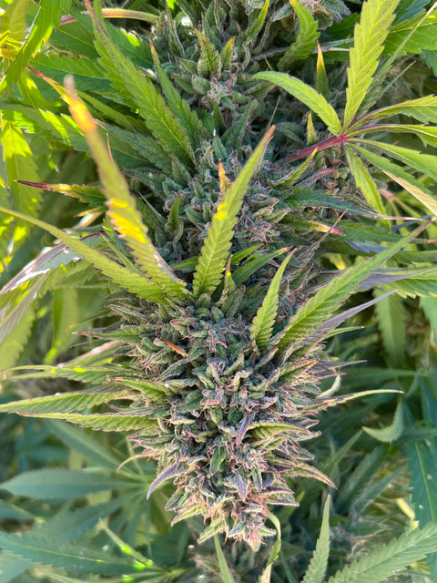 TOMKI GOO F7 13 regular seeds 2016 CUP WINNER