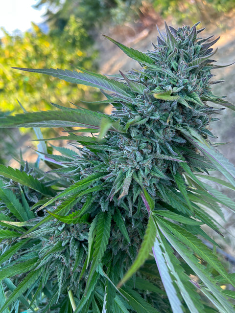 TOMKI GOO F7 13 regular seeds 2016 CUP WINNER