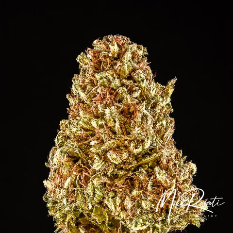 TOMKI GOO F7 13 regular seeds 2016 CUP WINNER