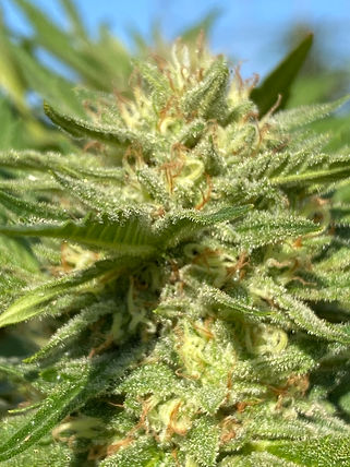 GOLDEN LIME PIE GOLDEN DRAGON x LIME PIE