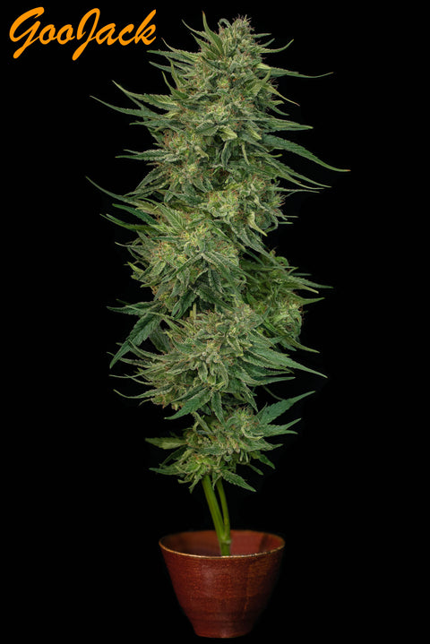 GOOJACK 13 regular seeds