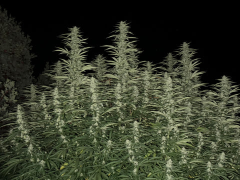 BLUEBERRY CRUMBLE F1 13 regular seeds FRESH DROP