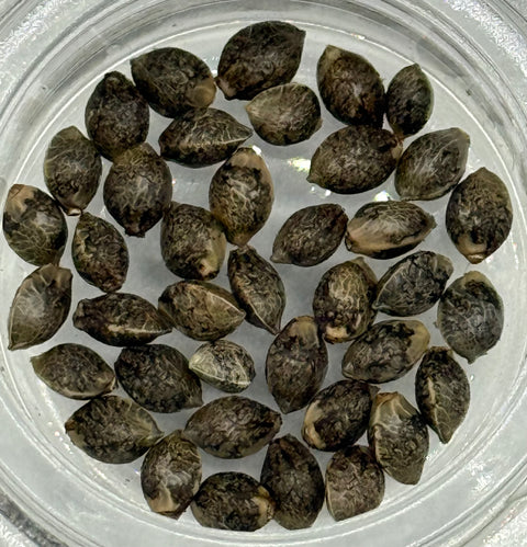 Congolese Lemon Haze x Cherry Gorilla Kush F1 13 regular seeds