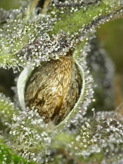 CHERRY SKUNKFINGER#2 F1 13 regular seeds